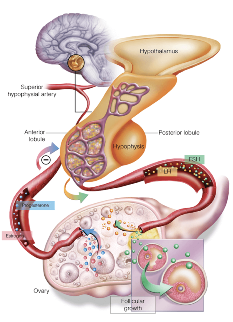 medical diagram of the hypothalamic-pituitary-ovarian (HPO) axis